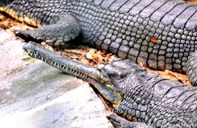 alligator bannerghatta national park