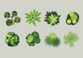 plant top view vector art icons and