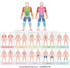 After neck tightness, back tightness is likely the most common musculoskeletal complaint that a manual therapist will encounter. Muscle Groups Colored Chart Muscle Groups Chart With Largest Human Muscles Ten Colored Labeled Cards Isolated Vector Canstock