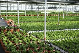 Commercial Plant Growers