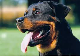 rottweiler breeders in indiana with