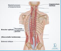 You can strain these muscles by stretching them pain in the buttocks and the legs, often in the back of the thigh. Intermediate Back Muscles Origin Insertion Nerve Supply Action How To Relief Back Muscles Muscles Of The Neck Lower Back Muscles