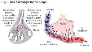 breathing explained