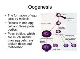 Pada saat sel telur terlepas dari ovarium, maka oosit akan segera melengkapi sebagai meiosis 1 dan akan memulai. Oogenesis Pengertian Faktor Tahapan Proses Terjadinya
