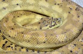carpet python morphs