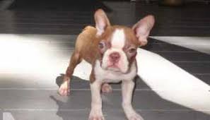 Maybe you would like to learn more about one of these? Boston Terrier Puppies Charlotte Nc Petsidi