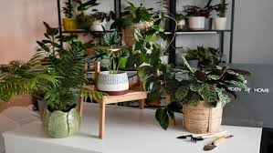 Maintain Indoor Plants