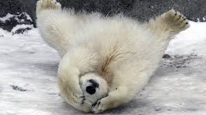 Resultado de imagen para osos polares