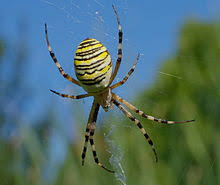 Die kreuzspinne gehört zu den bekanntesten arten in deutschland. Spinne Des Jahres Wikipedia