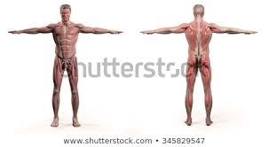 The circulatory system does most of its work inside the chest. Male Torso Front And Back With Muscles And Organs Stock Photo C Anatomy Image 922209 Stockfresh