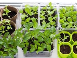 Reasons To Grow Seeds Indoors