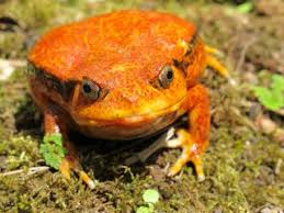 Image result for freaks, frogs, fools, good time toads