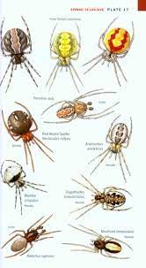 field guide to the spiders of