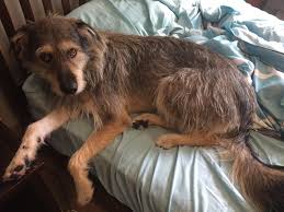 With almost 50 years experience in irish wolfhounds, the hounds of carroy is a kennel with an excellent reputation for quality animals and a desire to mentor new owners. Here Is Bear Our Irish Wolfhound German Shepherd Mix Irishwolfhound