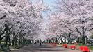 Cherry Blossom Time in Japan