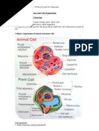 Allen institute for cell science. Form 4 Biology Chapter 2 Cell Structure Cell Organisation Endoplasmic Reticulum Cell Biology