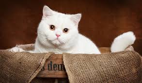 If you are also interested in this kitten, please email me. British Shorthair Cat Breed Information