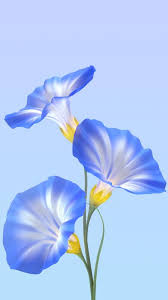 vivo mobile blue flowers wallpaper