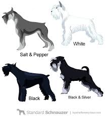 Standard Schnauzer Colors Schnauzer Dogs Miniature