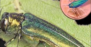 Emerald Ash Borer Setting The Record Straight What You