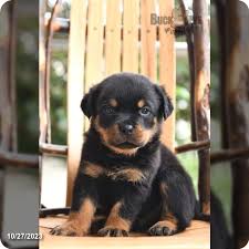 ace chion blood rottweiler for