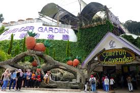 lavender garden cameron highlands urtrips