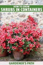 How To Grow Shrubs In Containers