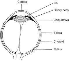 basic anatomy and physiology of the eye