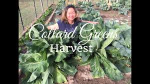 how to grow collard greens huge