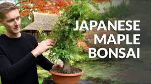 diy making a maple bonsai tree you