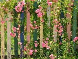 Growing Flowers Along Fences Using