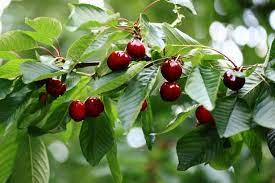 How To Grow The Best Fruit Trees For