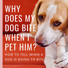 Once the puppy understands what kisses means you can redirect his biting to cue him to lick instead. Why Do Dogs Bite When You Pet Them Signs A Dog Is Going To Bite Pethelpful