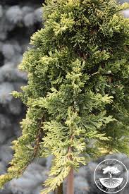 juniperus horizontalis golden carpet pa
