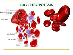 Erythropoiesis