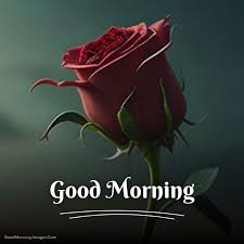ᐅ250 good morning rose images photos