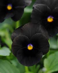 Glancing in the mirror to check her purple eyeliner, she flipped her long, black hair back behind her shoulder and secured her helmet. 40 Black Flowers And Plants Hgtv