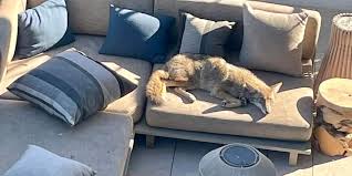 Wild Coyote Makes Himself At Home On