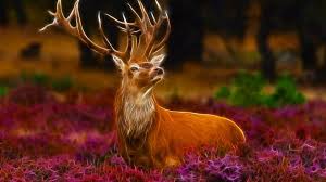 deer wallpapers hd pictures