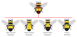 Native Pollinators Private Lands Bumble Bee Identification