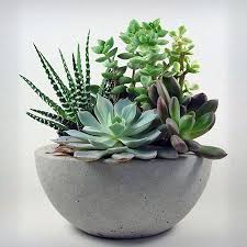 Use Cement To Create Unique Planters Or
