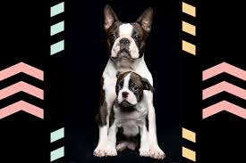 boston terrier growth ses and puppy