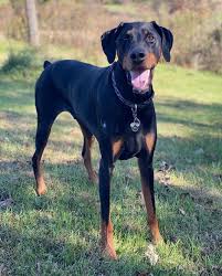 Welcome to valor dobermans where we strive to bring not only gorgeous european dobermans but we are located in gloucester, virginia and new bern, nc. Pack Members Chicago Doberman Club
