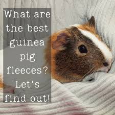 Guinea Pig Faqs
