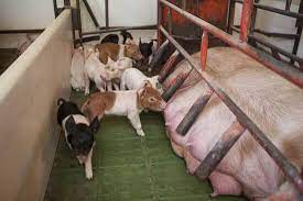 Design Of Modern Pig Farms Diffe