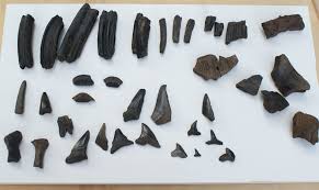 Peace River Mammal Teeth And Others Fossil Id The