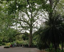Deciduous Trees Can Provide Crucial