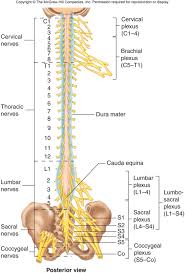 Medical Chart Female Spine Charts And Female Nervous System