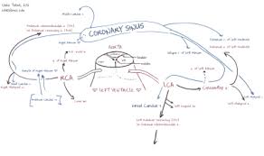 Coronary Circulation Wikipedia