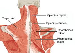 neck and shoulder pain syndrome
